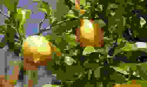fumaggine