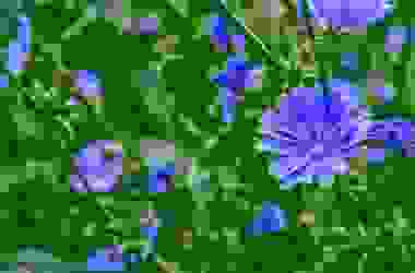 Quali sono le erbe commestibili in estate e dove raccoglierle? Ecco le più popolari.
