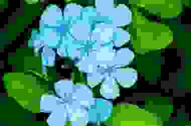 Plumbago: tutto su questa pianta rampicante decorativa