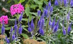 Veronica officinalis: l’erba dalle mille virtù benefiche
