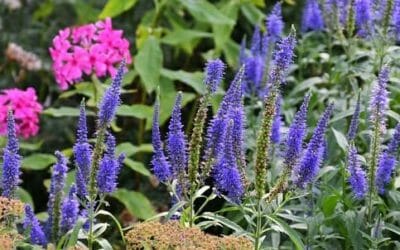 Veronica officinalis: l’erba dalle mille virtù benefiche