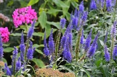 Veronica officinalis: l’erba dalle mille virtù benefiche