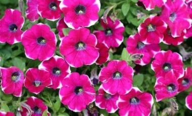 Conoscere e prevenire la muffa grigia o botrite, un fungo pericoloso per le piante