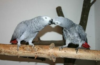 Pappagallo: caratteristiche comuni e peculiarità delle varie specie di uccelli