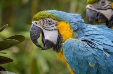 Pappagallo: caratteristiche comuni e peculiarità delle varie specie di uccelli