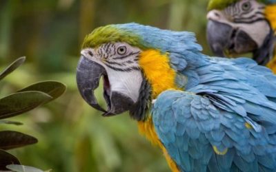 Pappagallo: caratteristiche comuni e peculiarità delle varie specie di uccelli