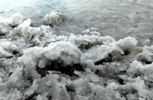 Tutto sull’olio essenziale di cipresso, un espettorante, vasocostrittore e cardiotonico naturale
