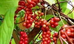 Schisandra, la pianta anti-stress che viene dall’Oriente