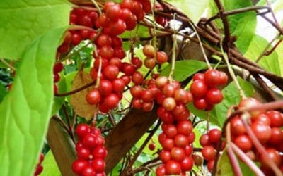 Schisandra, la pianta anti-stress che viene dall’Oriente