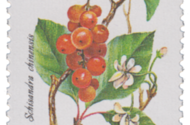 Schisandra, la pianta anti-stress che viene dall’Oriente