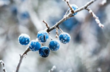 Prugnolo, regala la prima fioritura di primavera e le sue bacche nutrono gli uccelli in inverno e combattono la dissenteria