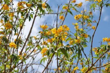 Uncaria: proprietà e usi di questo immunostimolante naturale