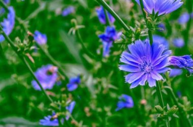 Quali sono le erbe commestibili in estate e dove raccoglierle? Ecco le più popolari.