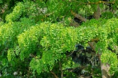 Robinier : un arbre aux mille vertus