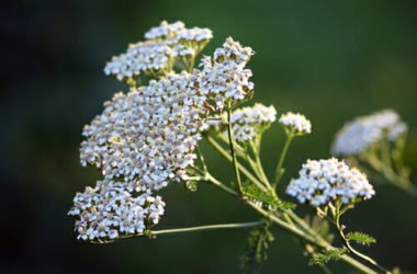 Le proprietà della achillea e le sue ricette