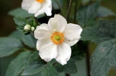 Anemone: tutto su questa pianta ideale per decorare giardini e balconi