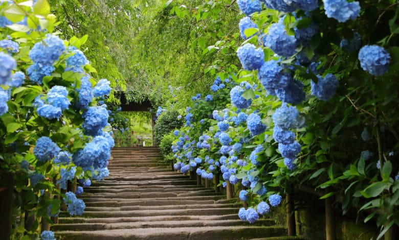 Come coltivare l'ortensia