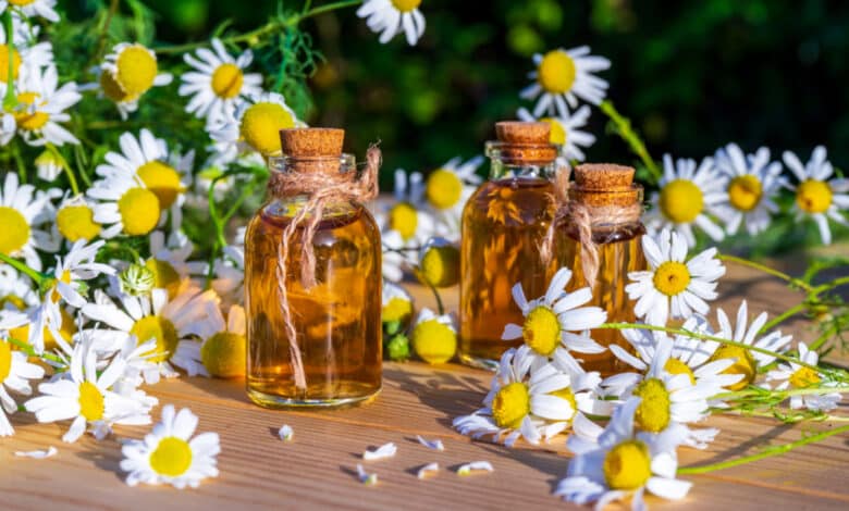 olio essenziale di camomilla