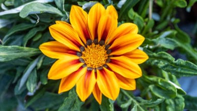 piante annuali gazania