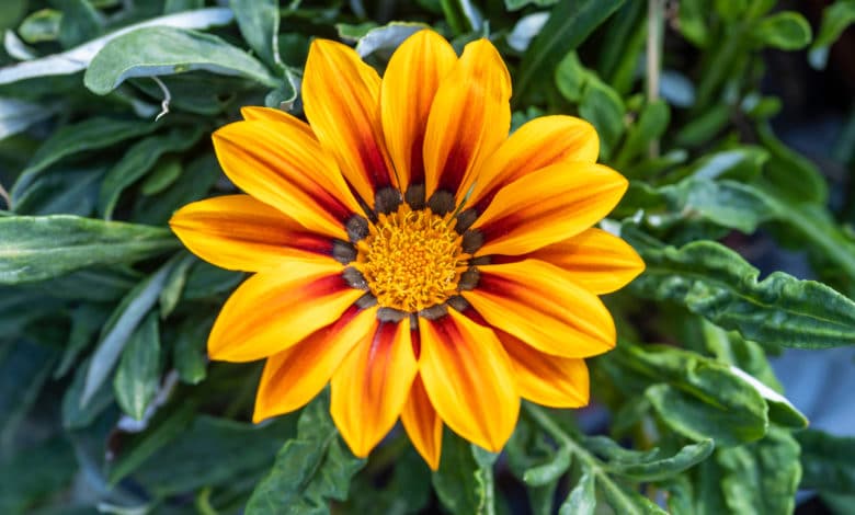 piante annuali gazania