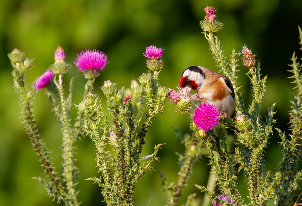 Peluche Cardellino (Goldfinch) Realistico, Uccellino Canoro Con Becco In Tessuto E Piedini In Feltro, Lavabile A 30°C, Uni-Toys - 5