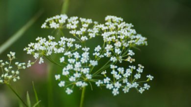 pimpinella