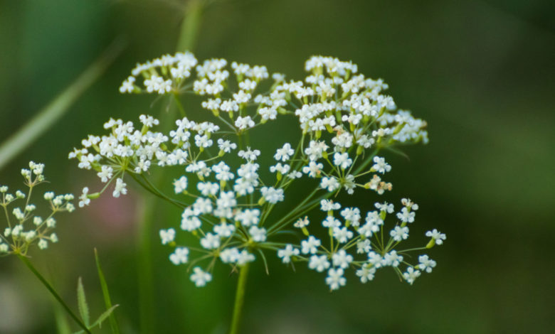 pimpinella