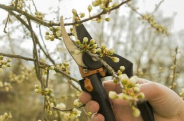 I lavori dell’orto di aprile: cosa seminare, raccogliere e potare