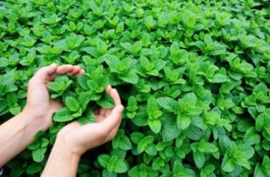 Come coltivare menta in vaso e a terra: la guida pratica
