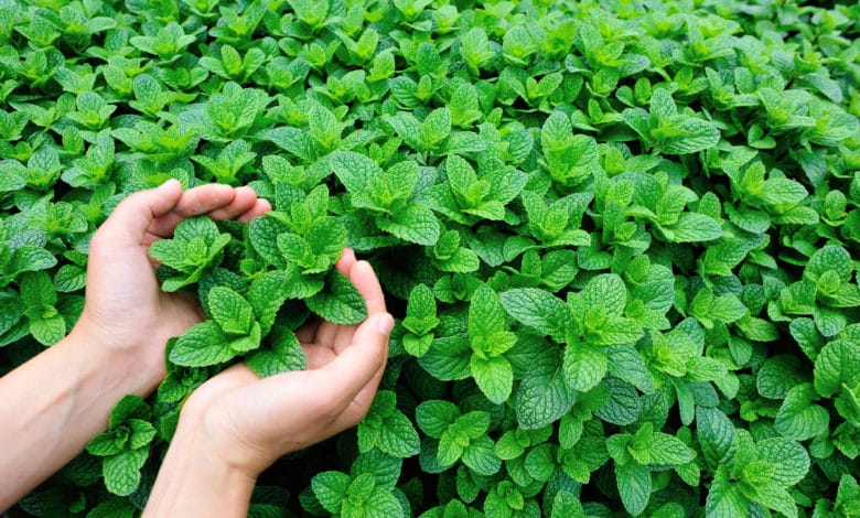 come coltivare la menta