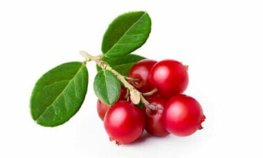 Uva ursina: tutte le proprietà della bacca che cura la cistite