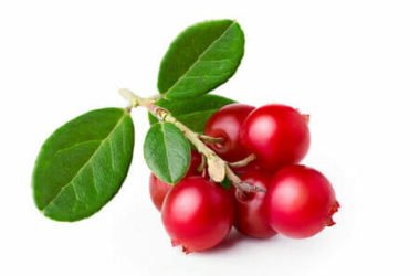 Uva ursina: tutte le proprietà della bacca che cura la cistite