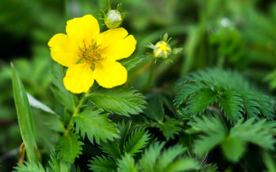 Potentilla o cinquefoglia: caratteristiche di una pianta ottima per alleviare dolori mestruali e disturbi gastrointestinali