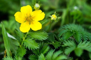 Potentilla o cinquefoglia: caratteristiche di una pianta ottima per alleviare dolori mestruali e disturbi gastrointestinali