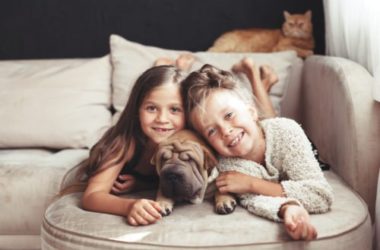Sharpei, un cane molto speciale: tutto sull’aspetto, il carattere, i cuccioli e la cura