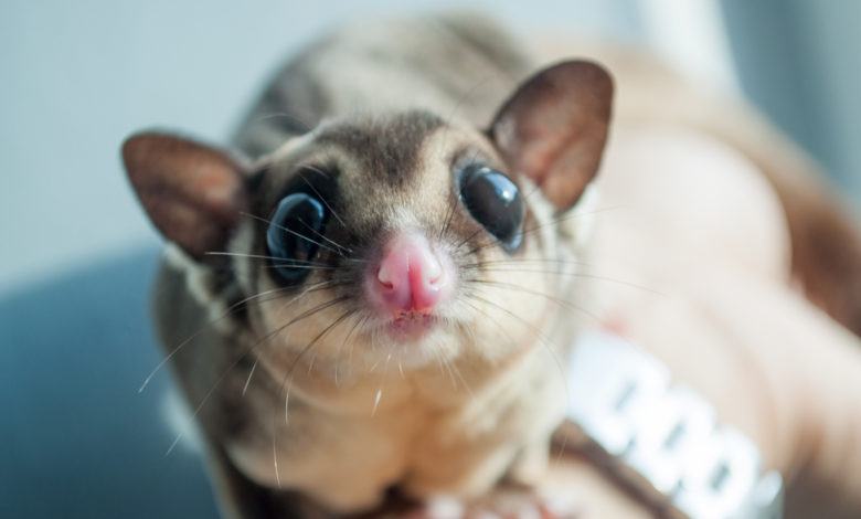 petauro dello zucchero