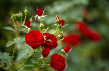 Come coltivare rose stupende: la guida pratica