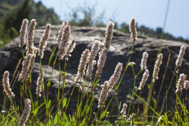 Cimicifuga: proprietà, benefici per la menopausa ed effetti collaterali