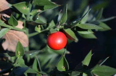 Rusco: l’erba che fa bene alla circolazione