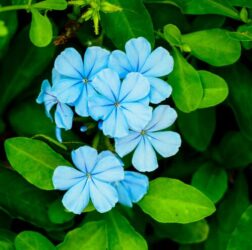 Plumbago: tutto su questa pianta rampicante decorativa