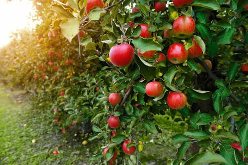 piantare un albero di mele
