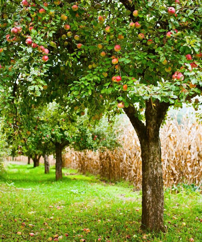piantare un albero di mele