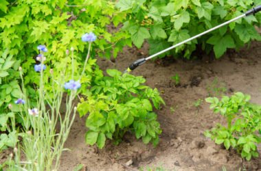 Come proteggere l’orto dagli insetti: tutti i rimedi naturali