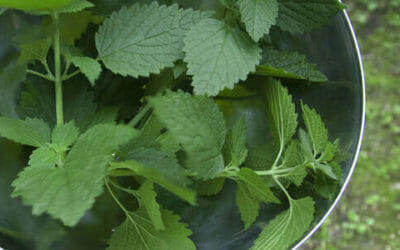 Macerato d’ortica: antiparassitario e fertilizzante naturale per l’orto biologico