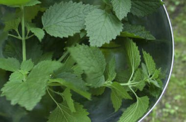 Macerato d’ortica: antiparassitario e fertilizzante naturale per l’orto biologico