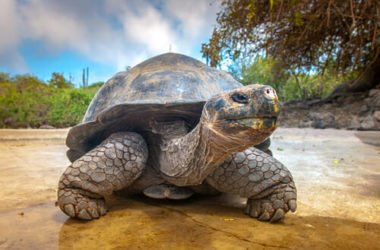 Ecco gli animali che vivono molto più a lungo dell’uomo