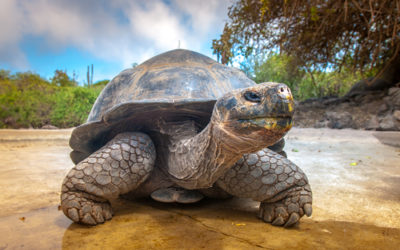 Ecco gli animali che vivono molto più a lungo dell’uomo