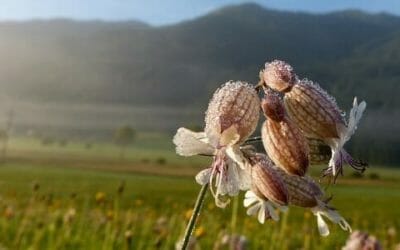 Silene: tutte le virtù di quest’erba dall’azione emolliente usata sia in cosmetica che in cucina