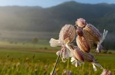 Silene: tutte le virtù di quest’erba dall’azione emolliente usata sia in cosmetica che in cucina