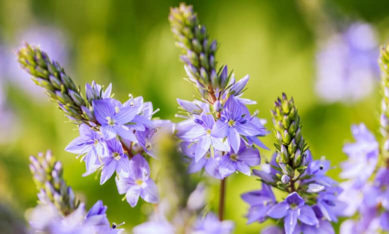 veronica officinalis